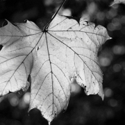 Leaves 2